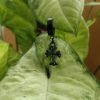 Men’s Black Cross Dangle Hoop Earring